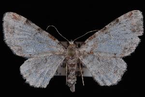  (Eupithecia mutata - ENT991-164204)  @13 [ ] CreativeCommons - Attribution (2010) Jeremy deWaard University of British Columbia