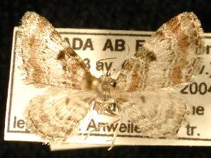  (Eupithecia albicapitata - UASM58007)  @13 [ ] CreativeCommons - Attribution (2010) Jeremy deWaard University of British Columbia