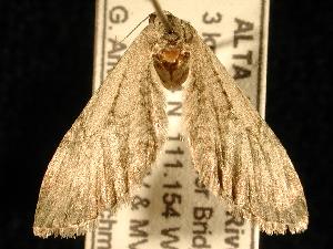  (Eupithecia sp. 1 - UASM59012)  @13 [ ] CreativeCommons - Attribution (2010) Jeremy deWaard University of British Columbia