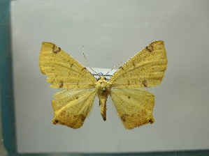  (Nepheloleuca nr. peruviana - BC AL Geo 00446)  @13 [ ] Copyright (2010) Antoine Leveque Research Collection of Antoine Leveque