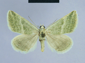  (Eublemma chlorotica - BC ZSM Lep 54634)  @14 [ ] CreativeCommons - Attribution Non-Commercial Share-Alike (2014) Axel Hausmann SNSB, Zoologische Staatssammlung Muenchen