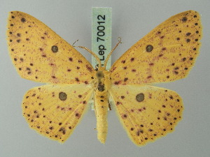  (Cyclophora prunelliaria - BC ZSM Lep 70012)  @15 [ ] CreativeCommons - Attribution Non-Commercial Share-Alike (2014) Axel Hausmann SNSB, Zoologische Staatssammlung Muenchen
