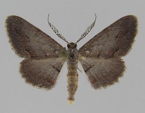  (Hypomecis pallidiscaria - BC EF Alc 00268)  @15 [ ] Copyright (2010) Egbert Friedrich Research Collection of Egbert Friedrich