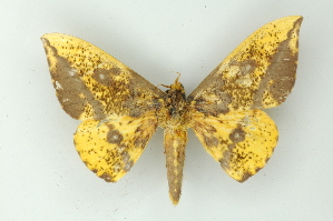  ( - BC ZSM Lep 16746)  @13 [ ] CreativeCommons - Attribution Non-Commercial Share-Alike (2010) Axel Hausmann SNSB, Zoologische Staatssammlung Muenchen