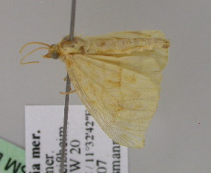  ( - BC ZSM Lep 21395)  @13 [ ] CreativeCommons - Attribution Non-Commercial Share-Alike (2010) Axel Hausmann SNSB, Zoologische Staatssammlung Muenchen