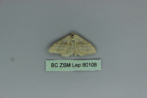  ( - BC ZSM Lep 80108)  @11 [ ] CreativeCommons - Attribution Non-Commercial Share-Alike (2013) Axel Hausmann SNSB, Zoologische Staatssammlung Muenchen