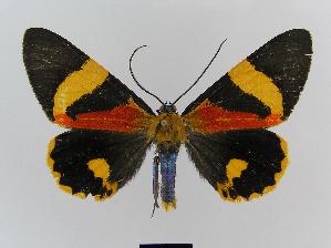  (Milionia queenslandica - BC EF Lep 00528)  @15 [ ] Copyright (2010) Egbert Friedrich Research Collection of Egbert Friedrich
