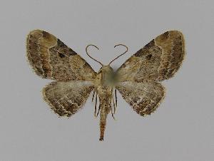  (Eupithecia melanolopha - BC EF Lep 00760)  @14 [ ] Copyright (2010) Egbert Friedrich Research Collection of Egbert Friedrich