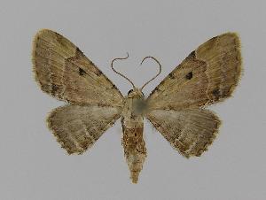  (Eupithecia melanolopha - BC EF Lep 00761)  @14 [ ] Copyright (2010) Egbert Friedrich Research Collection of Egbert Friedrich