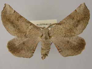  ( - BC ZSM Lep 08040)  @14 [ ] Copyright (2010) Axel Hausmann/Bavarian State Collection of Zoology (ZSM) SNSB, Zoologische Staatssammlung Muenchen