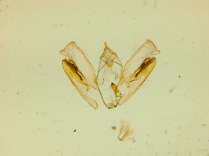  ( - BC ZSM Lep 84759)  @11 [ ] by-nc-sa (2022) SNSB, Staatliche Naturwissenschaftliche Sammlungen Bayerns ZSM (SNSB, Zoologische Staatssammlung Muenchen)