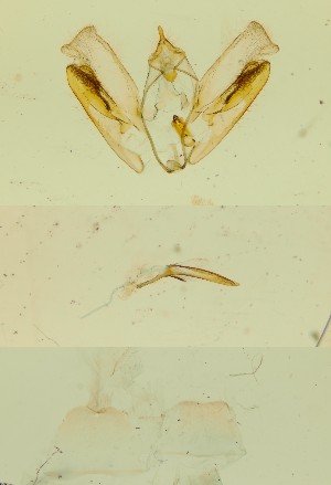  ( - BC ZSM Lep 84759)  @11 [ ] by-nc-sa (2023) SNSB, Staatliche Naturwissenschaftliche Sammlungen Bayerns ZSM (SNSB, Zoologische Staatssammlung Muenchen)