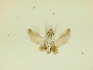  ( - BC ZSM Lep 91805)  @11 [ ] by-nc-sa (2022) SNSB, Staatliche Naturwissenschaftliche Sammlungen Bayerns ZSM (SNSB, Zoologische Staatssammlung Muenchen)