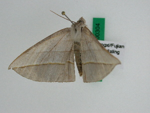  ( - BC ZFMK Lep 00304)  @12 [ ] Copyright (2010) Dieter Stuening Zoologisches Forschungsmuseum Alexander Koenig, Bonn