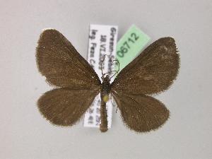  ( - BC ZSM Lep 06712)  @14 [ ] Copyright (2010) Axel Hausmann/Bavarian State Collection of Zoology (ZSM) SNSB, Zoologische Staatssammlung Muenchen