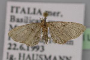  (Eupithecia haworthiata - BC ZSM Lep 12848)  @15 [ ] CreativeCommons - Attribution Non-Commercial Share-Alike (2010) Axel Hausmann SNSB, Zoologische Staatssammlung Muenchen