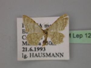  (Idaea dilutaria - BC ZSM Lep 12878)  @14 [ ] CreativeCommons - Attribution Non-Commercial Share-Alike (2010) Axel Hausmann SNSB, Zoologische Staatssammlung Muenchen