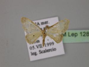  (Idaea politaria - BC ZSM Lep 12882)  @14 [ ] CreativeCommons - Attribution Non-Commercial Share-Alike (2010) Axel Hausmann SNSB, Zoologische Staatssammlung Muenchen