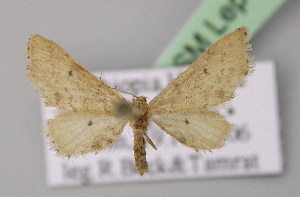  (Idaea subscutulata - BC ZSM Lep 13695)  @14 [ ] CreativeCommons - Attribution Non-Commercial Share-Alike (2010) Axel Hausmann SNSB, Zoologische Staatssammlung Muenchen