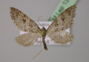  (Eupithecia dilucidaAH05Et - BC ZSM Lep 13728)  @14 [ ] CreativeCommons - Attribution Non-Commercial Share-Alike (2010) Axel Hausmann SNSB, Zoologische Staatssammlung Muenchen