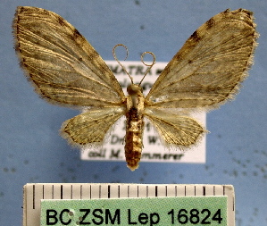  ( - BC ZSM Lep 16824)  @11 [ ] Copyright (2010) Axel Hausmann/Bavarian State Collection of Zoology (ZSM) SNSB, Zoologische Staatssammlung Muenchen