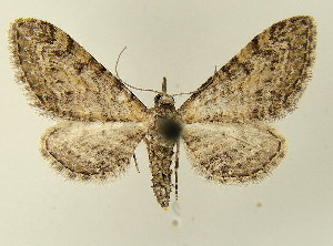  (Eupithecia sp. 1Can - BC ZSM Lep 17935)  @14 [ ] CreativeCommons - Attribution Non-Commercial Share-Alike (2010) Axel Hausmann SNSB, Zoologische Staatssammlung Muenchen