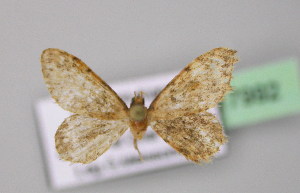  (Idaea AH01Fr - BC ZSM Lep 17992)  @11 [ ] CreativeCommons - Attribution Non-Commercial Share-Alike (2010) Axel Hausmann SNSB, Zoologische Staatssammlung Muenchen