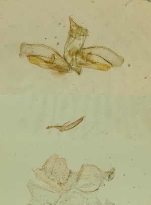  ( - BC ZSM Lep 83222)  @11 [ ] by-nc-sa (2023) SNSB, Staatliche Naturwissenschaftliche Sammlungen Bayerns ZSM (SNSB, Zoologische Staatssammlung Muenchen)