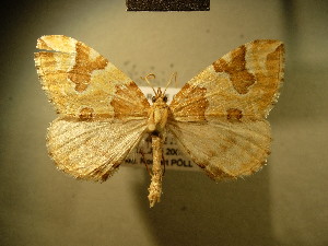  (Eulithis peloponnesiaca - BC NP 0177)  @15 [ ] Copyright (2010) Norbert Poell Research Collection of Norbert Poell