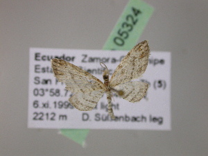  (Eupithecia AH61Ec - BC ZSM Lep 05324)  @11 [ ] CreativeCommons - Attribution Non-Commercial Share-Alike (2010) Axel Hausmann SNSB, Zoologische Staatssammlung Muenchen