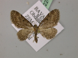  ( - BC ZSM Lep 22406)  @13 [ ] CreativeCommons - Attribution Non-Commercial Share-Alike (2010) Axel Hausmann SNSB, Zoologische Staatssammlung Muenchen