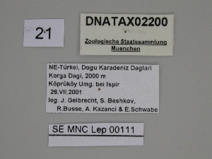 ( - SE MNC Lep 00111)  @12 [ ] Copyright (2010) Sven Erlacher Museum fuer Naturkunde, Chemnitz