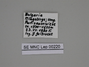 ( - SE MNC Lep 00220)  @11 [ ] Copyright (2010) Sven Erlacher Museum fuer Naturkunde, Chemnitz