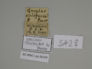  ( - SE MNC Lep 00358)  @11 [ ] Copyright (2010) Sven Erlacher Museum fuer Naturkunde, Chemnitz