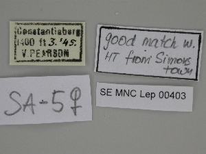  ( - SE MNC Lep 00403)  @11 [ ] Copyright (2010) Sven Erlacher Museum fuer Naturkunde, Chemnitz