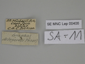  ( - SE MNC Lep 00406)  @11 [ ] Copyright (2010) Sven Erlacher Museum fuer Naturkunde, Chemnitz