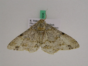  ( - BC ZFMK Lep 00936)  @13 [ ] Copyright (2010) Bavarian State Collection of Zoology (ZSM) SNSB, Zoologische Staatssammlung Muenchen