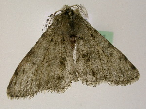  ( - BC ZSM Lep 02845)  @13 [ ] CreativeCommons - Attribution Non-Commercial Share-Alike (2010) Axel Hausmann SNSB, Zoologische Staatssammlung Muenchen