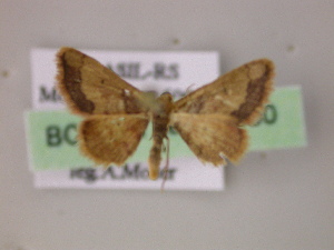  (Idaea spernataAM01Br - BC ZSM Lep 05950)  @11 [ ] CreativeCommons - Attribution Non-Commercial Share-Alike (2010) Axel Hausmann SNSB, Zoologische Staatssammlung Muenchen