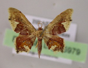  (Idaea fimbriataAM01Br - BC ZSM Lep 05979)  @13 [ ] CreativeCommons - Attribution Non-Commercial Share-Alike (2010) Axel Hausmann SNSB, Zoologische Staatssammlung Muenchen