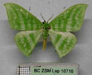  (Mixochlora alternata - BC ZSM Lep 18716)  @11 [ ] CreativeCommons - Attribution Non-Commercial Share-Alike (2010) Axel Hausmann SNSB, Zoologische Staatssammlung Muenchen