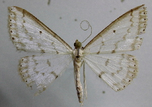  (Derambila gertraudae - BC ZSM Lep 18528)  @11 [ ] Copyright (2010) Axel Hausmann/Bavarian State Collection of Zoology (ZSM) SNSB, Zoologische Staatssammlung Muenchen