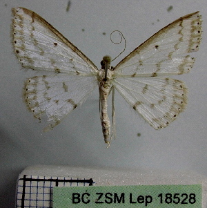  ( - BC ZSM Lep 18528)  @11 [ ] Copyright (2010) Axel Hausmann/Bavarian State Collection of Zoology (ZSM) SNSB, Zoologische Staatssammlung Muenchen