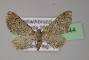  (Eupithecia alliaria - BC ZSM Lep 21944)  @14 [ ] CreativeCommons - Attribution Non-Commercial Share-Alike (2010) Axel Hausmann SNSB, Zoologische Staatssammlung Muenchen