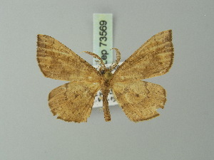  (Geolyces cyrtogramma - BC ZSM Lep 73569)  @11 [ ] CreativeCommons - Attribution Non-Commercial Share-Alike (2015) Axel Hausmann SNSB, Zoologische Staatssammlung Muenchen