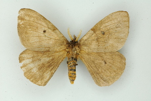  ( - BC ZSM Lep 15496)  @13 [ ] CreativeCommons - Attribution Non-Commercial Share-Alike (2010) Axel Hausmann SNSB, Zoologische Staatssammlung Muenchen