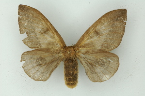  ( - BC ZSM Lep 15497)  @13 [ ] CreativeCommons - Attribution Non-Commercial Share-Alike (2010) Axel Hausmann SNSB, Zoologische Staatssammlung Muenchen