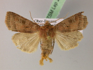  ( - BC ZSM Lep 22047)  @13 [ ] CreativeCommons - Attribution Non-Commercial Share-Alike (2010) Axel Hausmann SNSB, Zoologische Staatssammlung Muenchen