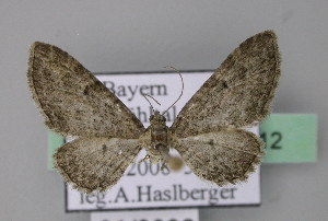  (Eupithecia orphnata - BC ZSM Lep 22812)  @14 [ ] Copyright (2010) Axel Hausmann/Bavarian State Collection of Zoology (ZSM) SNSB, Zoologische Staatssammlung Muenchen