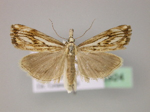  (Catoptria falsella - BC ZSM Lep 22924)  @15 [ ] Copyright (2010) Axel Hausmann/Bavarian State Collection of Zoology (ZSM) SNSB, Zoologische Staatssammlung Muenchen